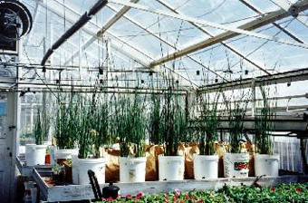 plants in greenhouse