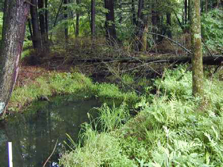 riparian wetland