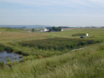 vegetation in wetland