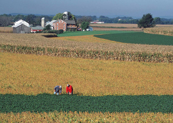 field of cover crops