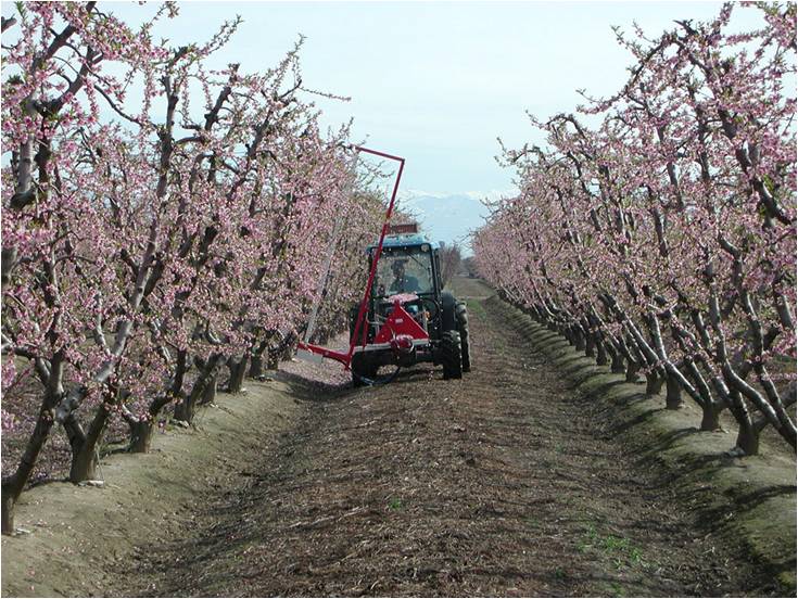 Thinning Blossoms