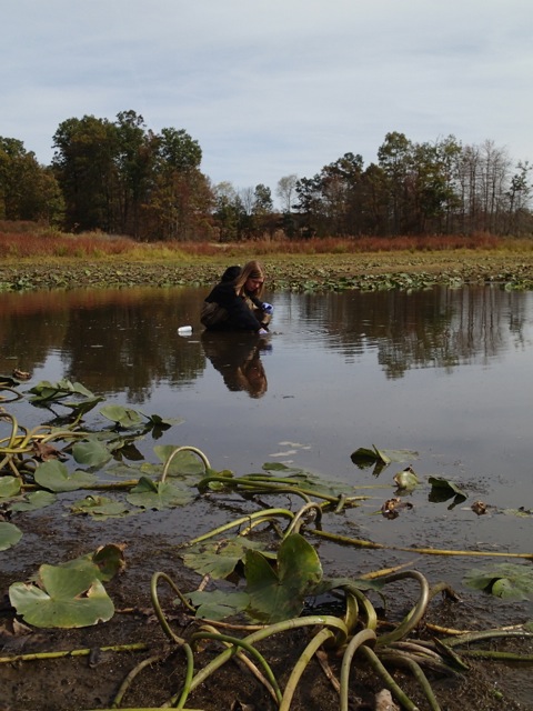 Vernal pools