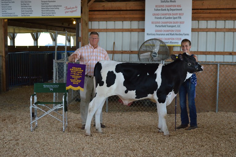 Grand Champion Dairy Beef