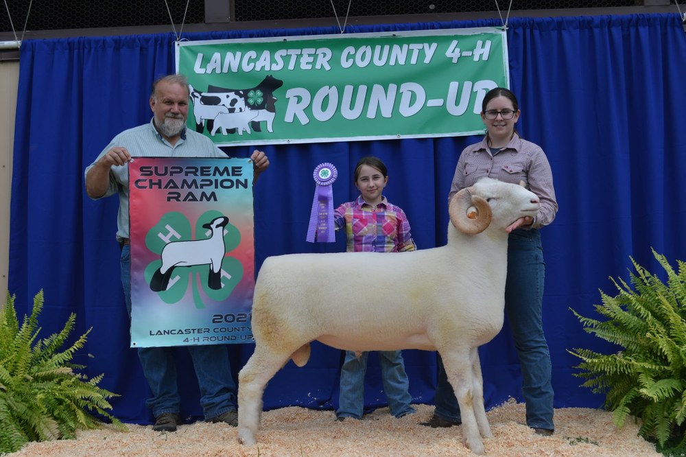 Supreme Champion Ram - Emma Oberholtzer 