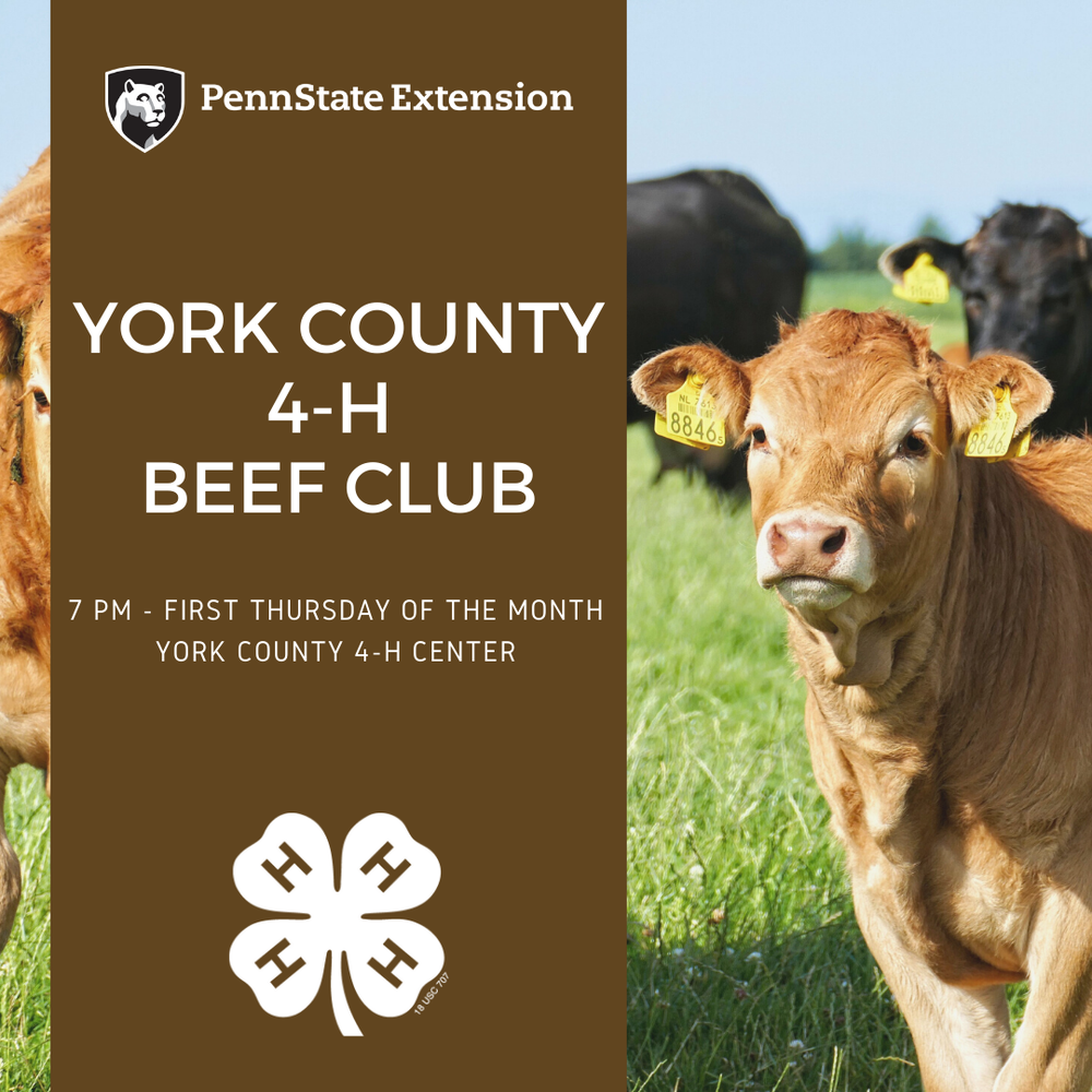 A picture of a cow with information on York County 4-H Beef Club meetings.