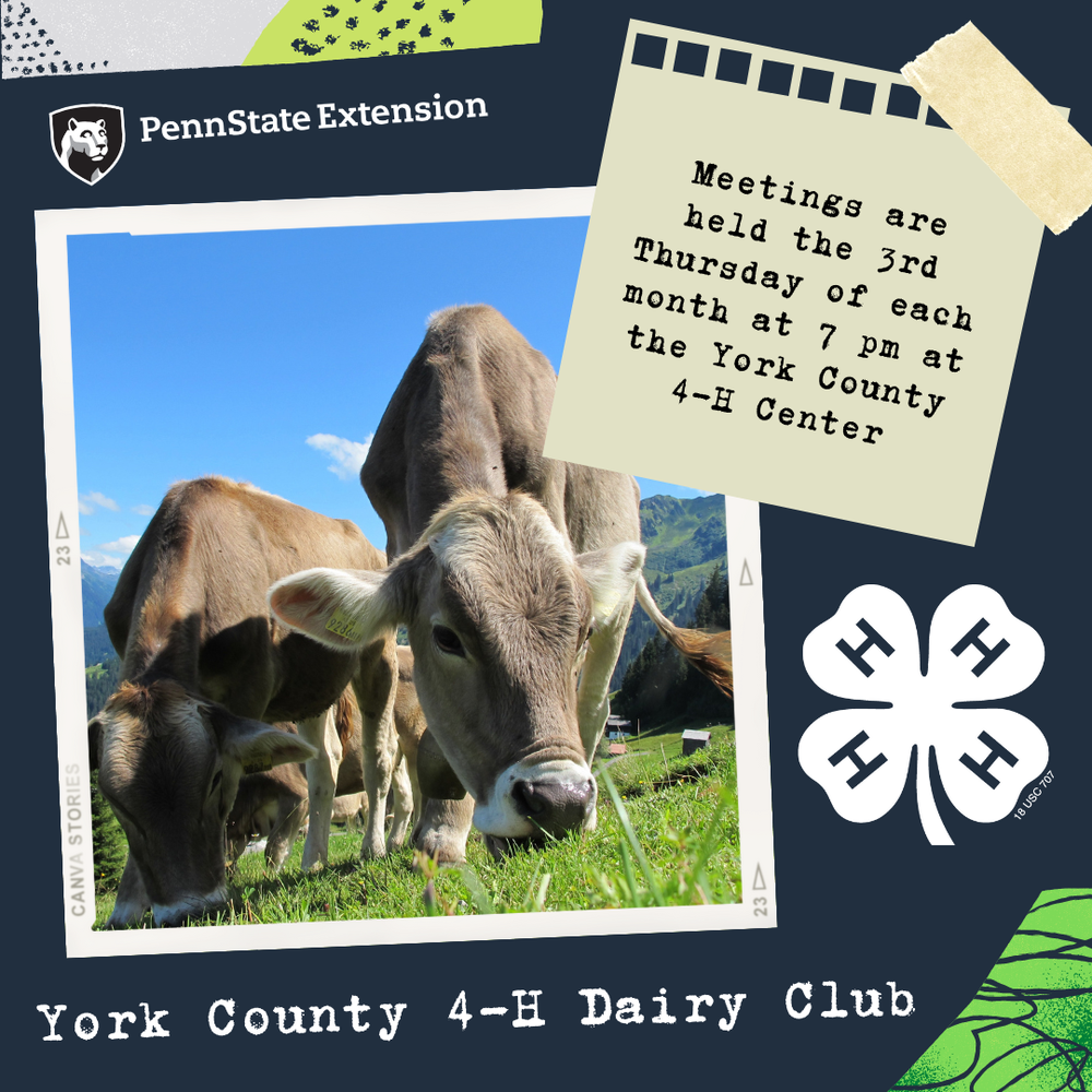 A picture of cows with information on York County 4-H Dairy Club meetings.