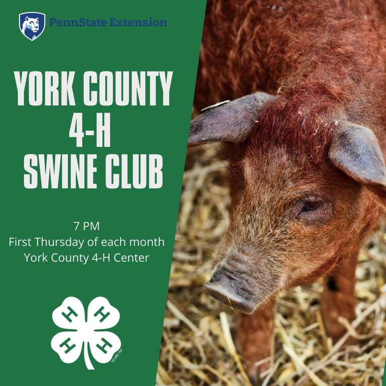 A picture of a pig with information on York County 4-H Swine Club meetings.