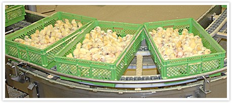 image of chicks hatching