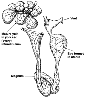 Hens Reproduction Tract