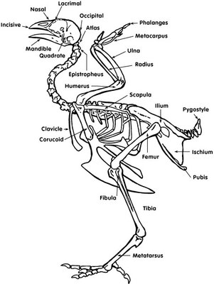 anatomy - internal