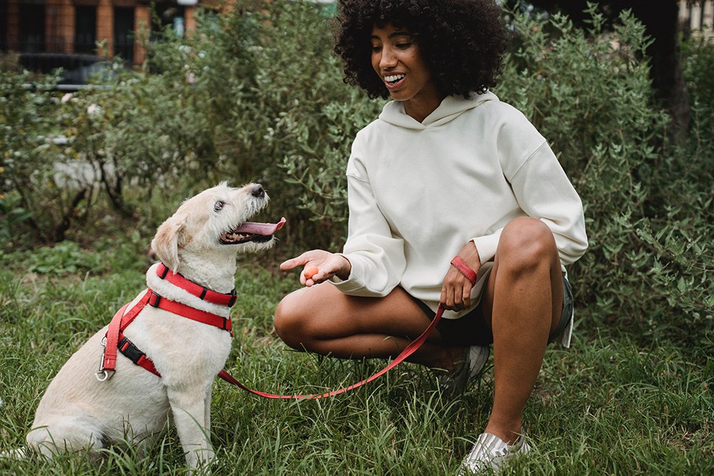 Dog Projects Photo by Samson Katt from Pexels
