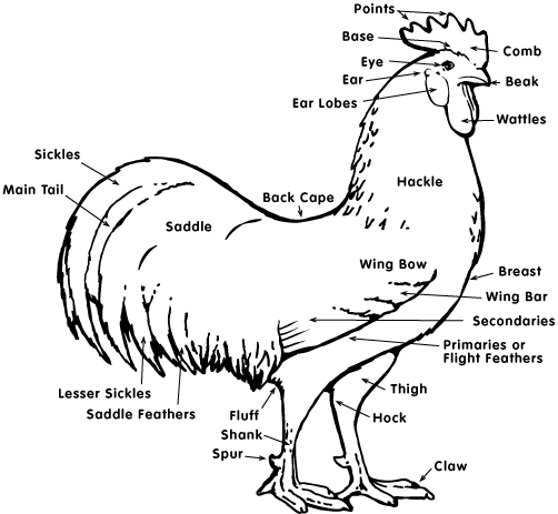 Biology of the Fowl