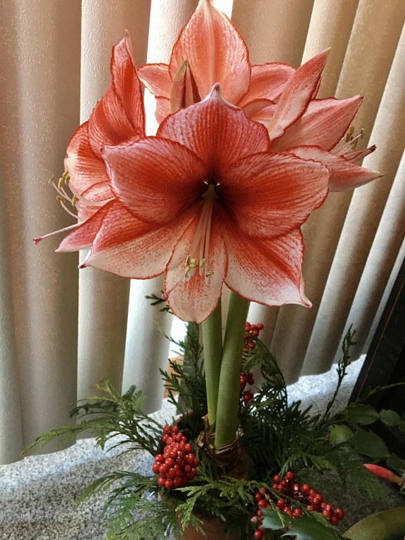 Amaryllis ‘Stardust’ – photo by Carolyn Black