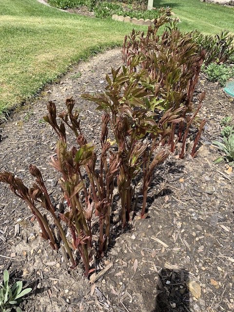 Peonies are quite red because of their natural “antifreeze” when they first emerge in early spring.  As they begin to leaf out, they begin to lose that red coloration. Photo Credit:  Barb Mrgich