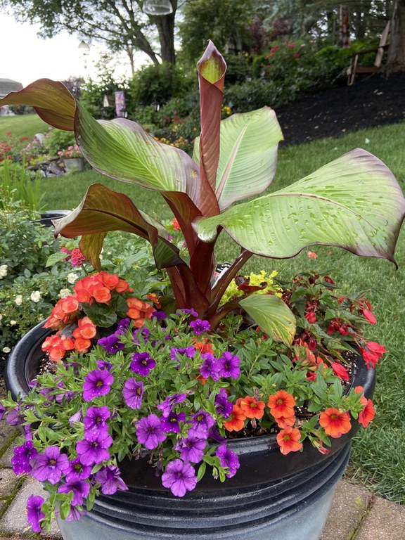 Bananas can be great centerpieces for containers