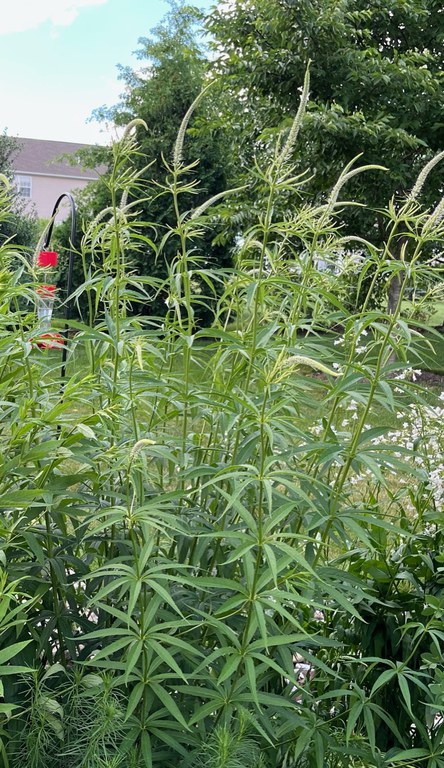 Culver's root in bloom  Photo credit: Pam Haze