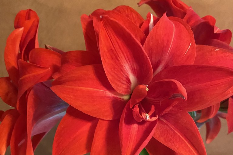 Numerous blooms on an Amaryllis stem, Photo by C. Black