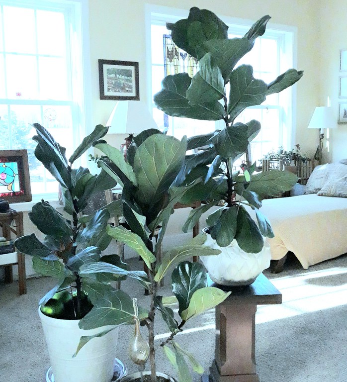 Fiddle leaf figs. The photo was taken by Susan Henry. 