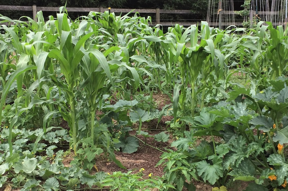 Squash vining beneath the corn helps hold soil moisture on hot, windy days.