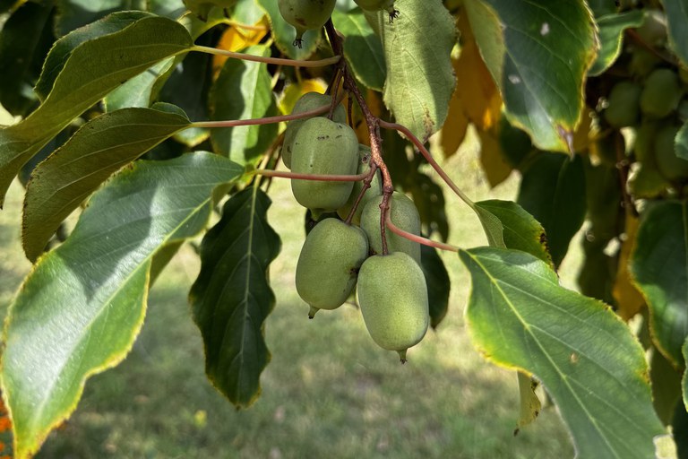 unknown cultivar -(likely "Anna") Photo by Neomi Hildebrandt