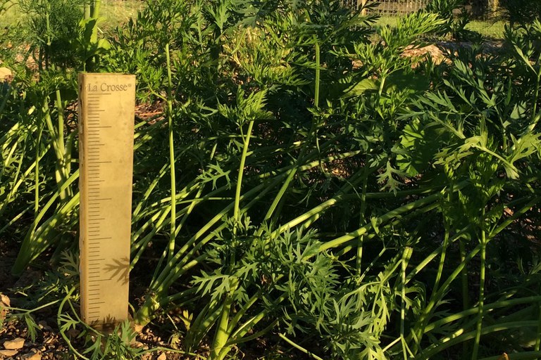 An inexpensive rain gauge will help gardeners keep track of critical moisture data.. Photo by D. Luquette