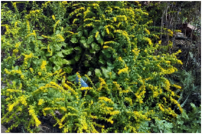 Solidago sphacelata ‘Golden Fleece' is a low-growing goldenrod that can form a wreath-like circle as it grows.Photo by: M.  Young