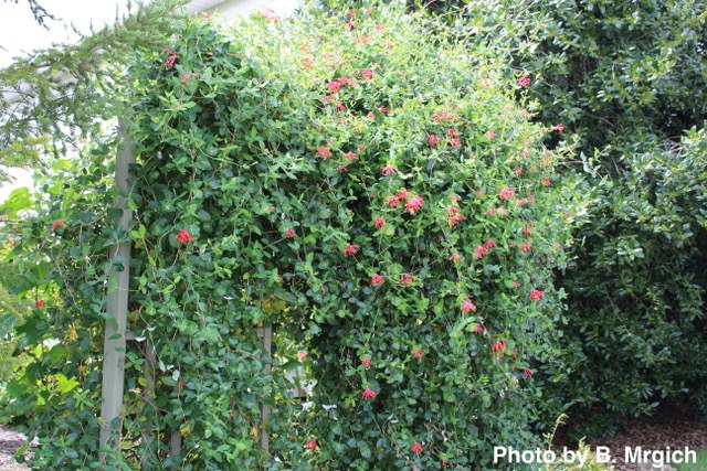 Native Honeysuckle ‘Major Wheeler’ covered these large trellises easily