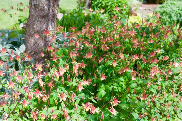 Eastern Red Columbine (ital)Aquilegia canadensis(end ital)self-seeds to fill in bare spots. Photo by B. Mrgich