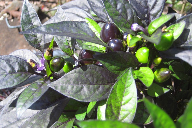 Pepper Black Olive, showing peppers turning from green to black. Photo by Connie Holland