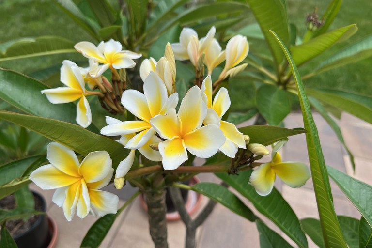 Plumeria flowers are showy and fragrant and worth the time caring for the plant.