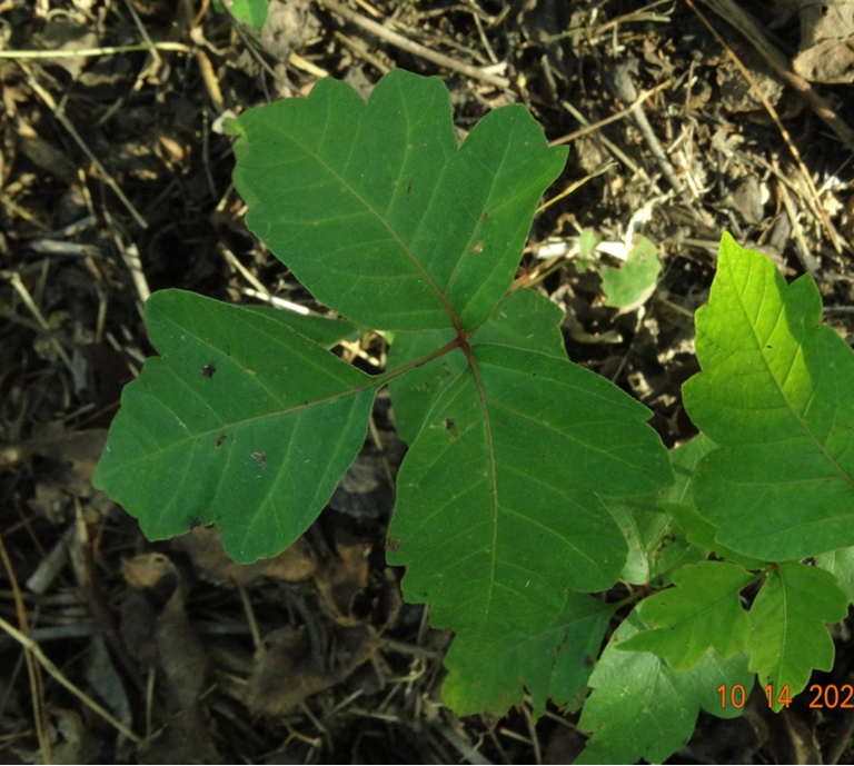 Leaflets of Three, Let It Be (photo by Margaret Stoddard, Adams County Master Gardener)