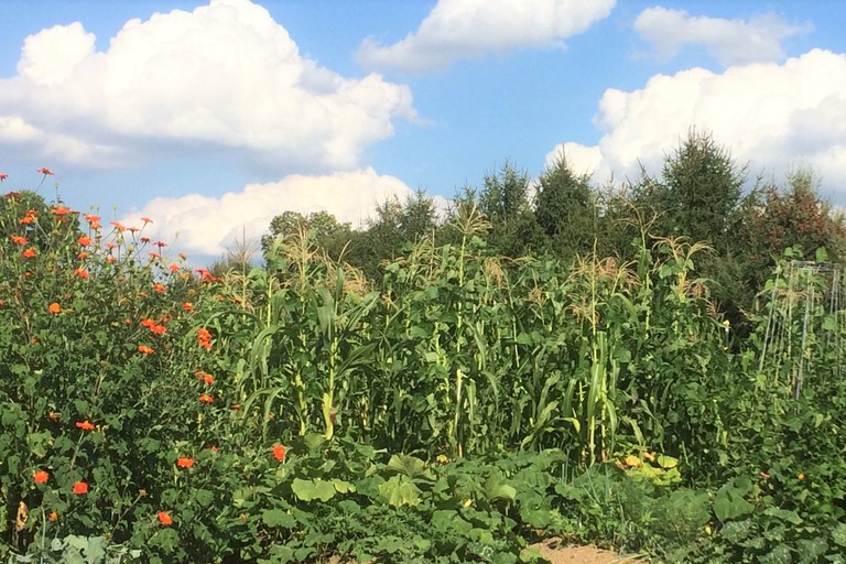 Sunflowers were one of the flowering plants indigenous farmers planted near their Three Sisters gardens. This Tithonia, or Mexican Sunflower, attracts pollinators and beneficial insects to maintain a healthy community of plants. Photo taken by author