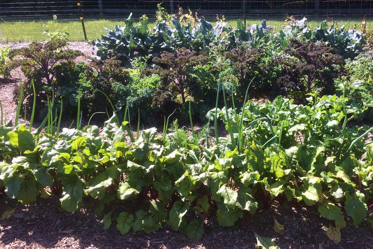 Front bed contains beets, onions and spinach, front to back. Middle bed contains purple and green kale with immature Lacy Phacelia interspersed. Broccoli is in the back bed.