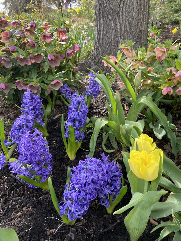 Spring bulbs and Perennials combination