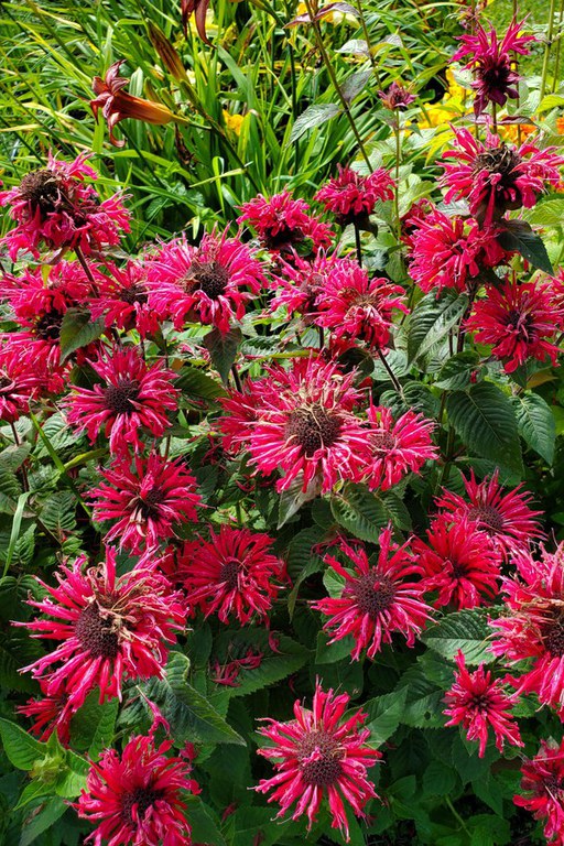 Native perennials, such as these Monarda, are easy to grow from seed indoors or winter sowing.