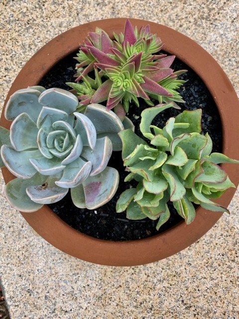 Two Echeveria (species unknown) and a Crassus capitella ‘Thyrsiflora’ (the whorled red-tipped one).