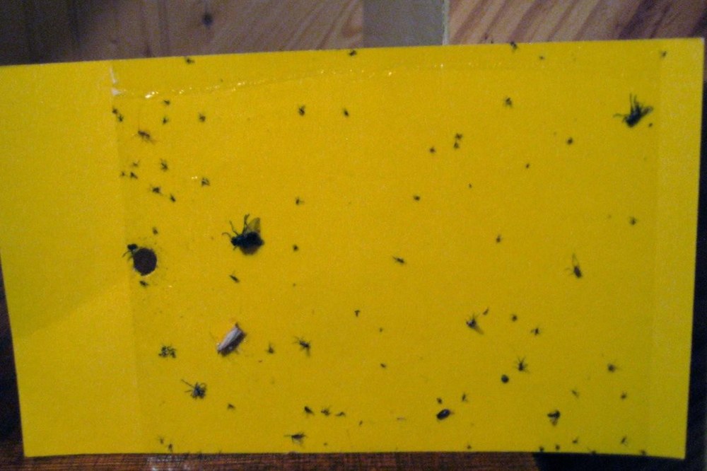 Sticky card trap with captured pests – photo by Connie Holland