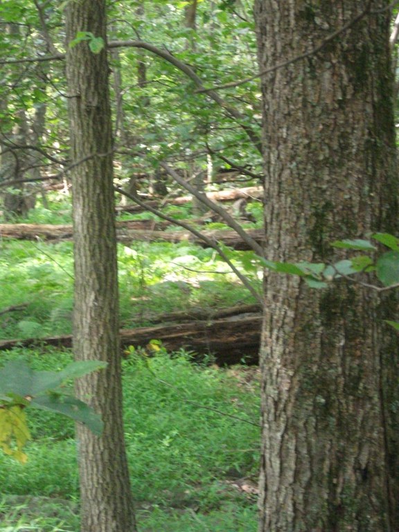 The Beauty and Tranquility of the Forest – photo by Emily Belt