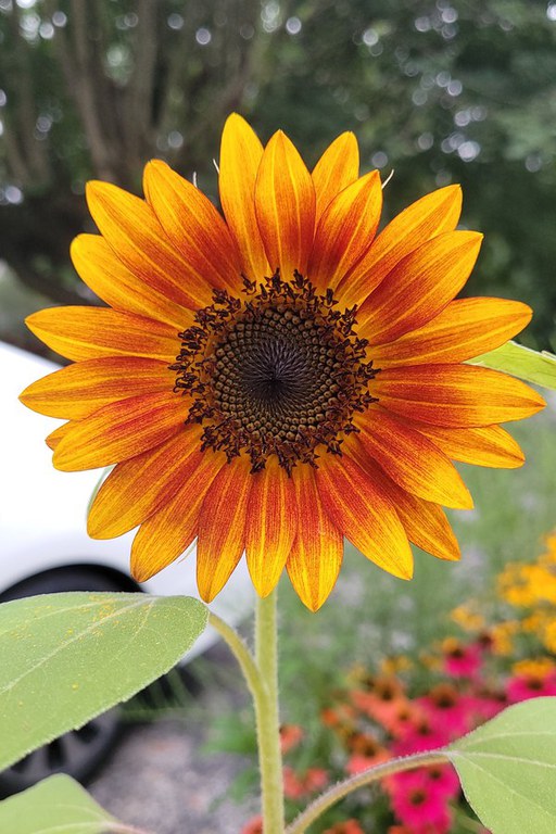 The bright sunny blooms of a sunflower will give any gardener feelings of pleasure and relaxation, Photo by K. Oaster