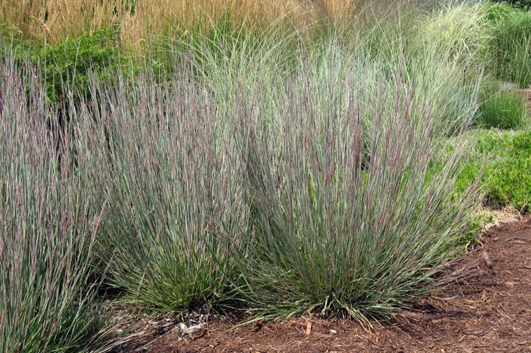 Little Bluestem Grasses. Photo credit: Perennial Plant of the Year ASSN