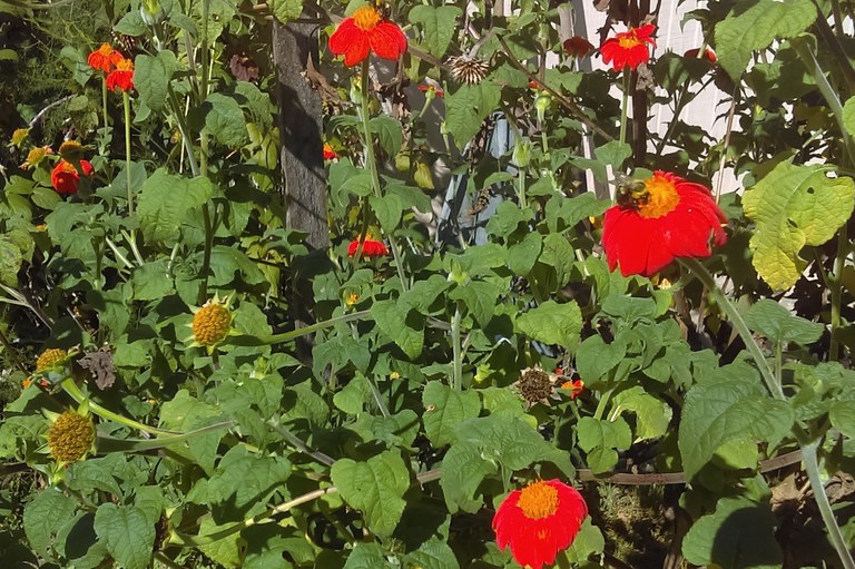 The annual Mexican sunflower can grow to five feet high, and attracts many pollinators with its bright orange and yellow flowers.   Photo by Martie Young