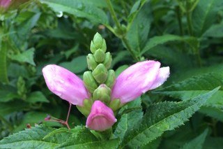 Pink Turtlehead flowers. Photo by P. Haze