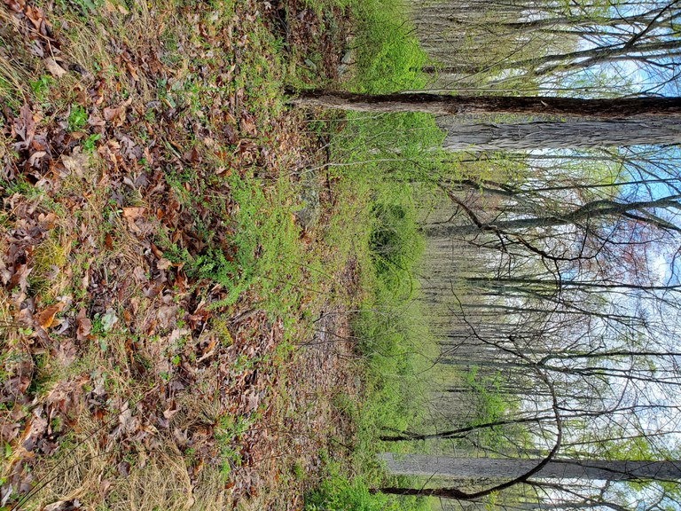 Japanese barberry is commonly sold in the nursery industry but is known to take over forest land.