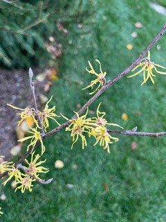 Witch hazel flowers in bloom in December (photo by Pam Haze)