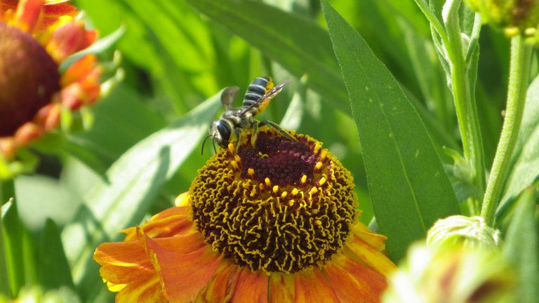 Leafcutter bee on Helenium autumnale