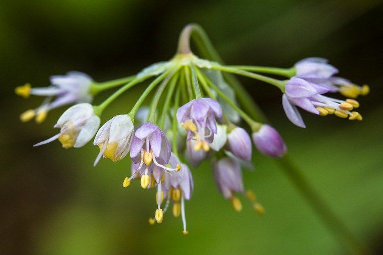 Nodding Onion image by Glacier National Park Services