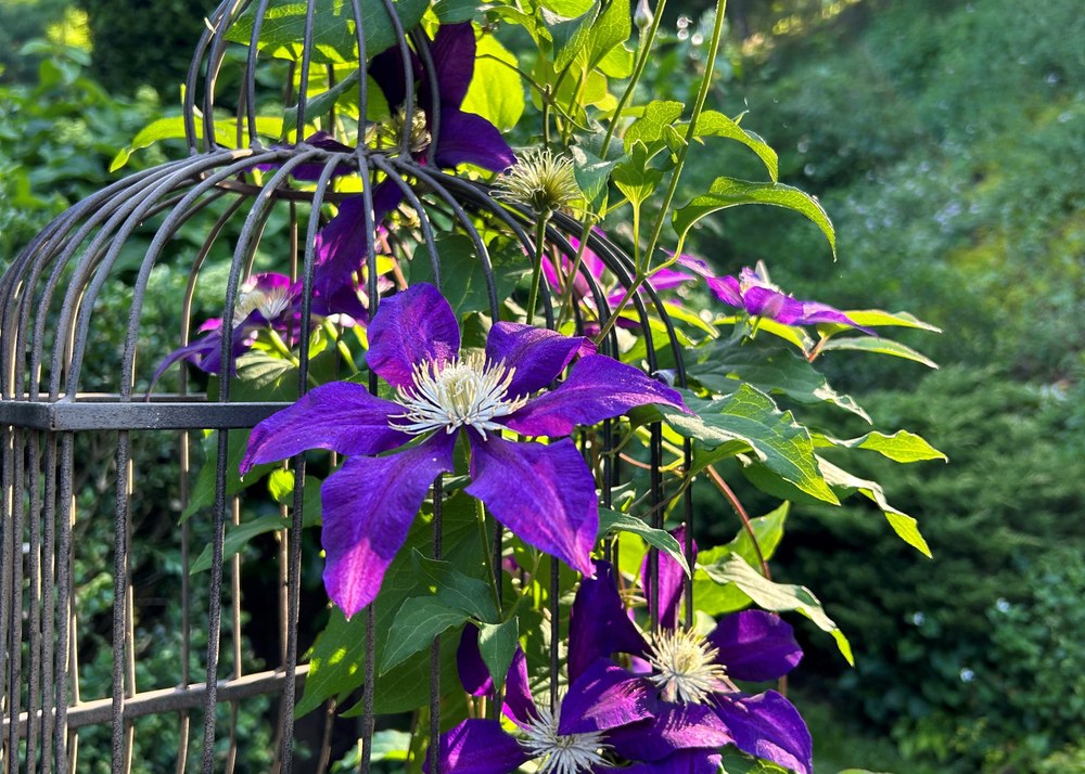 Growing and Pruning Clematis Clematis hybrid