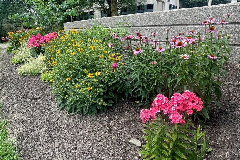 Black-eyed Susan, Purple Coneflower, and Garden Phlox combine to create a stunning summer display at the courthouse. Photo by Lyndsay Feather