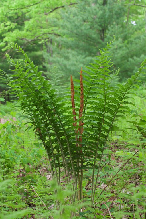 Native cinnamon fern
