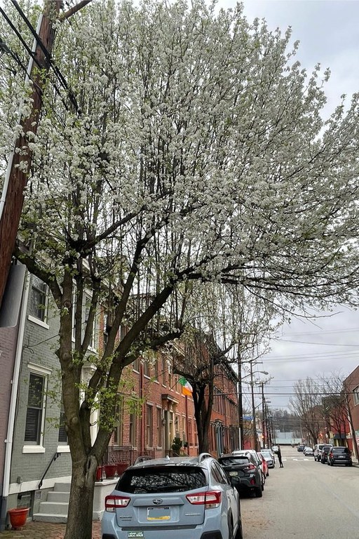 Bradford pears were a common street tree choice for decades, but their poor branch angles and tendency to produce water shoots and suckers make them a poor choice, among many other reasons. Photo by Lyndsay Feather.
